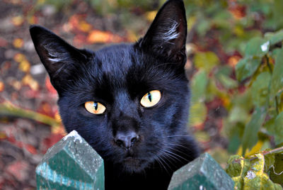 Close-up portrait of black cat