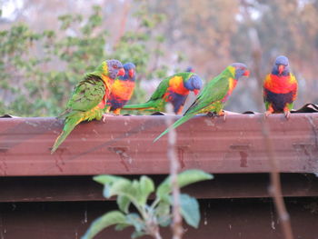 View of parrot perching on wood