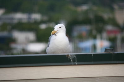 Seagull sitting by window