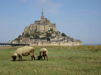 Sheep grazing nearby mont-saint-michel, normandy