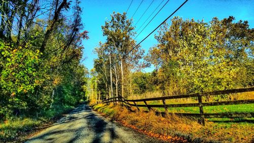 Road amidst trees in forest