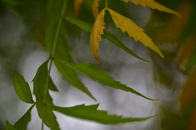 Close-up of fresh green leaves