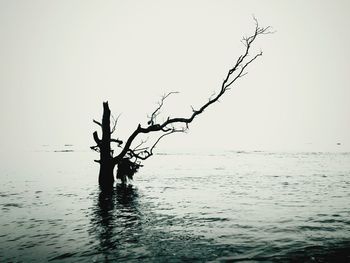 Tree in sea against clear sky