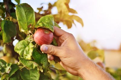 Midsection of person holding fruits on plant