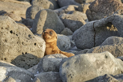 Galápagos sea lion, zalophus wollebaeki. cute puppy lying in the warm sunlight on the sandy beach