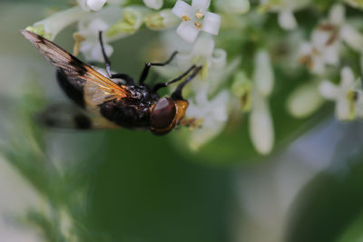 Close-up of butterfly pollinating on flower