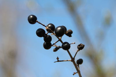 Low angle view of berries growing on tree