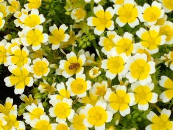 Close-up of yellow flowers