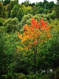 View of flowering plants in forest