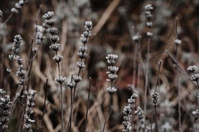 Close-up of dried plant on snow