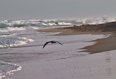 Bird flying over beach