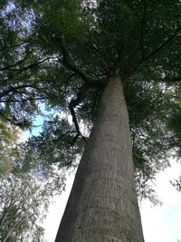 Low angle view of tree against sky