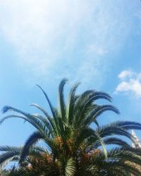 Low angle view of palm trees against blue sky