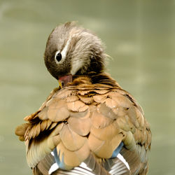 Close-up of bird preening