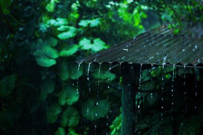 Water drops falling from roof during rainy season