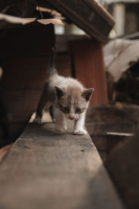 Portrait of kitten outdoors