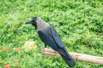 Close-up of bird perching on a land