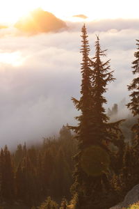 Silhouette of trees at sunset