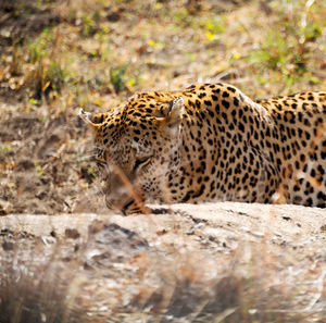 Full length of a cat