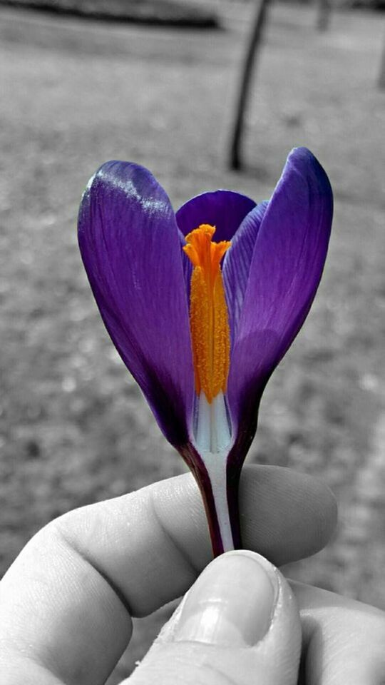 flower, petal, focus on foreground, person, fragility, flower head, holding, close-up, freshness, single flower, part of, cropped, purple, yellow, human finger, pink color, unrecognizable person