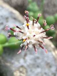 Close-up of cherry blossom
