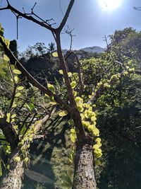 Low angle view of trees in forest against sky