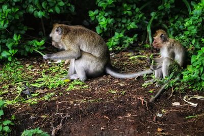 Monkeys in a forest