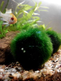 Close-up of lizard in cage