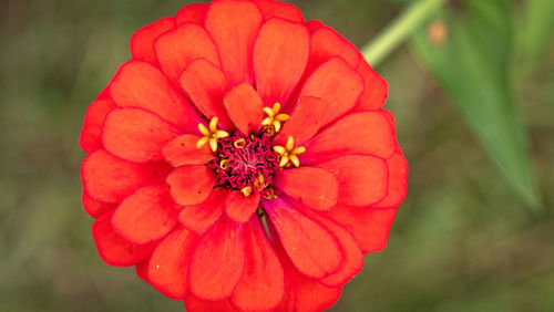 Close-up of red rose flower