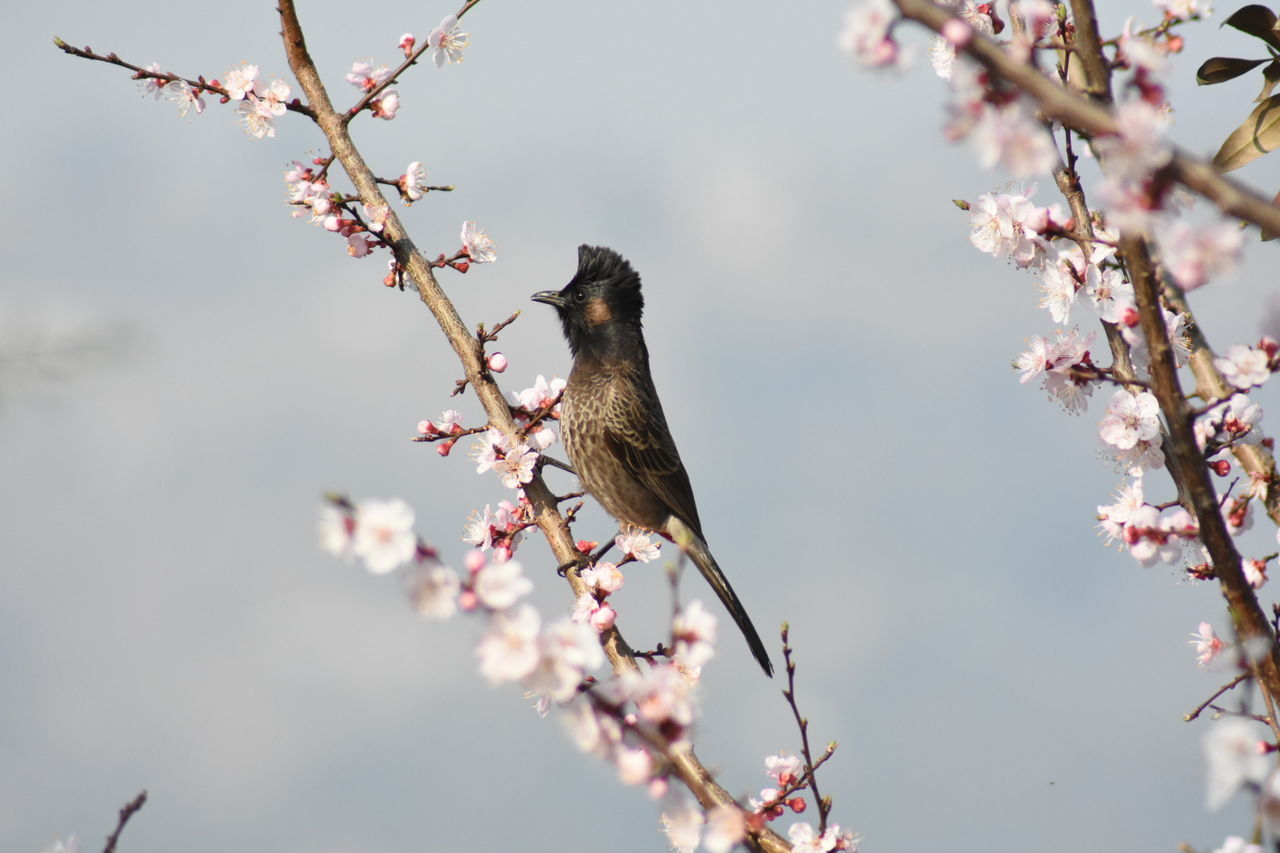 VIEW OF CHERRY BLOSSOM