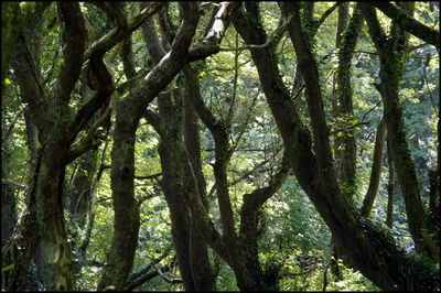 Low angle view of trees