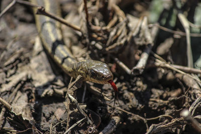 Close-up of lizard on land