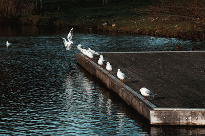 Seagulls flying over lake