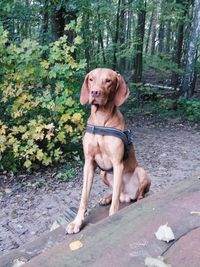 Portrait of dog sitting on tree