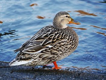 Close-up of duck swimming on lake