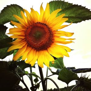 Close-up of sunflower