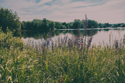 Scenic view of lake against sky