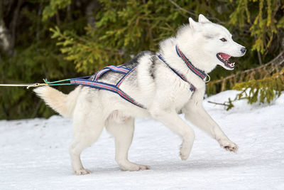 Running husky dog on sled dog racing. winter dog sport sled. siberian husky dog in harness