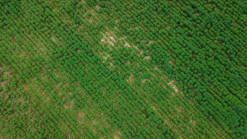 Full frame shot of corn field