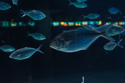 Close-up of fish swimming in aquarium