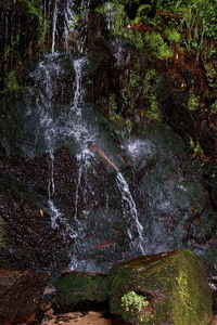 Waterfall in forest