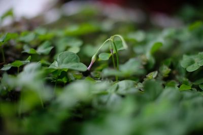 Close-up of fresh green plant