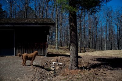 Dog standing on tree trunk