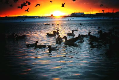 View of birds in sea at sunset