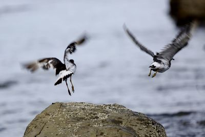 Bird flying over rock