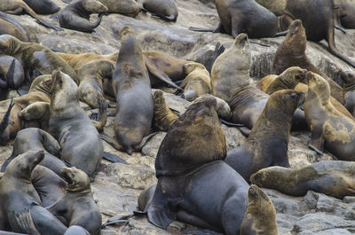 Sea lions relaxing on rock