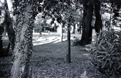 Footpath amidst trees