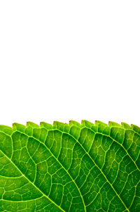 Close-up of leaf against white background