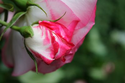 Close-up of pink rose