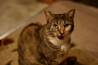 Close-up portrait of cat at home